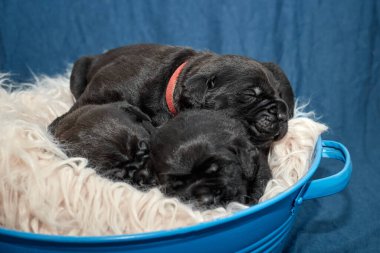 Bir grup yeni doğmuş sevimli Cane Corso yavrusu yan yana uzanıp huzur içinde uyuyorlar. Yavrular, kısa kürklü, tipik buruşuk yüzlü ve koyu renk paltolu saf İtalyan mastoları..