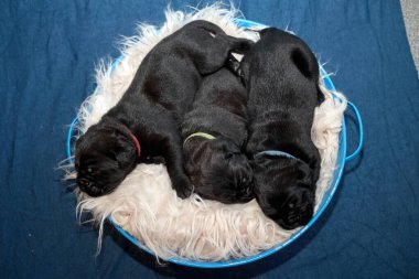 Bir grup yeni doğmuş sevimli Cane Corso yavrusu yan yana uzanıp huzur içinde uyuyorlar. Yavrular, kısa kürklü, tipik buruşuk yüzlü ve koyu renk paltolu saf İtalyan mastoları..