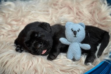 Yeni doğan sevimli Cane Corso yavrusu uzanıp huzur içinde uyuyor. Yavru, kısa saçlı, tipik buruşuk ağızlıklı ve koyu tüylü safkan bir İtalyan Mastiff..