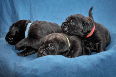 Bir grup yeni doğmuş sevimli Cane Corso yavrusu yan yana uzanıp huzur içinde uyuyorlar. Yavrular, kısa kürklü, tipik buruşuk yüzlü ve koyu renk paltolu saf İtalyan mastoları..