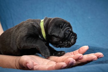 Yeni doğan sevimli Cane Corso yavrusu uzanıp huzur içinde uyuyor. Yavru, kısa saçlı, tipik buruşuk ağızlıklı ve koyu tüylü safkan bir İtalyan Mastiff..