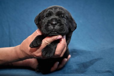 Yeni doğan sevimli Cane Corso yavrusu uzanıp huzur içinde uyuyor. Yavru, kısa saçlı, tipik buruşuk ağızlıklı ve koyu tüylü safkan bir İtalyan Mastiff..