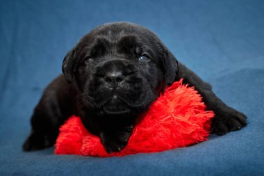 Yeni doğan sevimli Cane Corso yavrusu uzanıp huzur içinde uyuyor. Yavru, kısa saçlı, tipik buruşuk ağızlıklı ve koyu tüylü safkan bir İtalyan Mastiff..