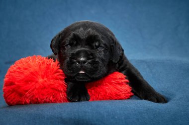 Yeni doğan sevimli Cane Corso yavrusu uzanıp huzur içinde uyuyor. Yavru, kısa saçlı, tipik buruşuk ağızlıklı ve koyu tüylü safkan bir İtalyan Mastiff..