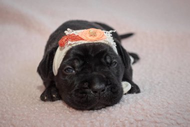 Yeni doğan sevimli Cane Corso yavrusu uzanıp huzur içinde uyuyor. Yavru, kısa saçlı, tipik buruşuk ağızlıklı ve koyu tüylü safkan bir İtalyan Mastiff..