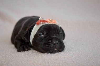 Yeni doğan sevimli Cane Corso yavrusu uzanıp huzur içinde uyuyor. Yavru, kısa saçlı, tipik buruşuk ağızlıklı ve koyu tüylü safkan bir İtalyan Mastiff..