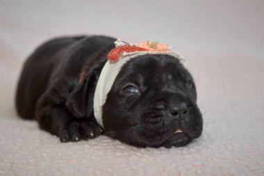 Yeni doğan sevimli Cane Corso yavrusu uzanıp huzur içinde uyuyor. Yavru, kısa saçlı, tipik buruşuk ağızlıklı ve koyu tüylü safkan bir İtalyan Mastiff..