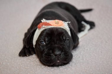 Yeni doğan sevimli Cane Corso yavrusu uzanıp huzur içinde uyuyor. Yavru, kısa saçlı, tipik buruşuk ağızlıklı ve koyu tüylü safkan bir İtalyan Mastiff..