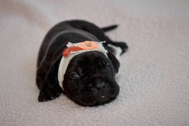 Yeni doğan sevimli Cane Corso yavrusu uzanıp huzur içinde uyuyor. Yavru, kısa saçlı, tipik buruşuk ağızlıklı ve koyu tüylü safkan bir İtalyan Mastiff..