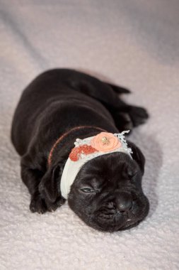 Yeni doğan sevimli Cane Corso yavrusu uzanıp huzur içinde uyuyor. Yavru, kısa saçlı, tipik buruşuk ağızlıklı ve koyu tüylü safkan bir İtalyan Mastiff..