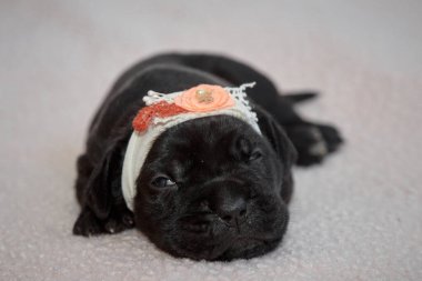 Yeni doğan sevimli Cane Corso yavrusu uzanıp huzur içinde uyuyor. Yavru, kısa saçlı, tipik buruşuk ağızlıklı ve koyu tüylü safkan bir İtalyan Mastiff..