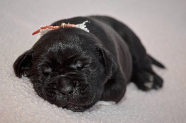 Yeni doğan sevimli Cane Corso yavrusu uzanıp huzur içinde uyuyor. Yavru, kısa saçlı, tipik buruşuk ağızlıklı ve koyu tüylü safkan bir İtalyan Mastiff..