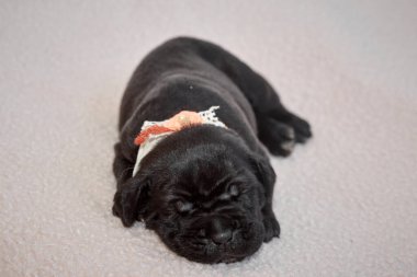 Yeni doğan sevimli Cane Corso yavrusu uzanıp huzur içinde uyuyor. Yavru, kısa saçlı, tipik buruşuk ağızlıklı ve koyu tüylü safkan bir İtalyan Mastiff..