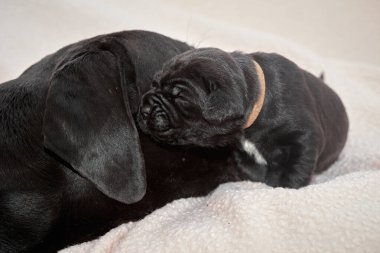 Yeni doğan sevimli Cane Corso yavrusu uzanıp huzur içinde uyuyor. Yavru, kısa saçlı, tipik buruşuk ağızlıklı ve koyu tüylü safkan bir İtalyan Mastiff..