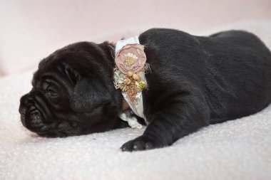 Yeni doğan sevimli Cane Corso yavrusu uzanıp huzur içinde uyuyor. Yavru, kısa saçlı, tipik buruşuk ağızlıklı ve koyu tüylü safkan bir İtalyan Mastiff..