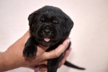 Yeni doğan sevimli Cane Corso yavrusu uzanıp huzur içinde uyuyor. Yavru, kısa saçlı, tipik buruşuk ağızlıklı ve koyu tüylü safkan bir İtalyan Mastiff..