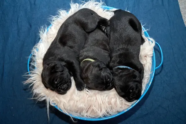 Bir grup yeni doğmuş sevimli Cane Corso yavrusu yan yana uzanıp huzur içinde uyuyorlar. Yavrular, kısa kürklü, tipik buruşuk yüzlü ve koyu renk paltolu saf İtalyan mastoları..