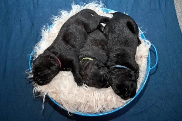 Bir grup yeni doğmuş sevimli Cane Corso yavrusu yan yana uzanıp huzur içinde uyuyorlar. Yavrular, kısa kürklü, tipik buruşuk yüzlü ve koyu renk paltolu saf İtalyan mastoları..