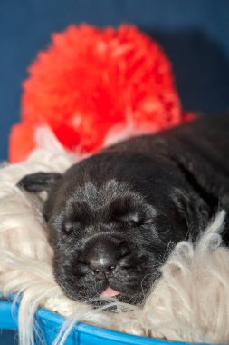 Yeni doğan sevimli Cane Corso yavrusu uzanıp huzur içinde uyuyor. Yavru, kısa saçlı, tipik buruşuk ağızlıklı ve koyu tüylü safkan bir İtalyan Mastiff..