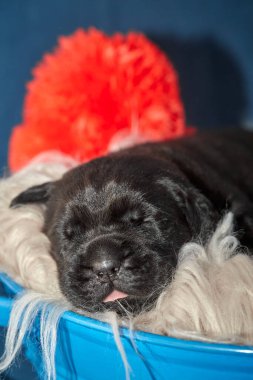 Yeni doğan sevimli Cane Corso yavrusu uzanıp huzur içinde uyuyor. Yavru, kısa saçlı, tipik buruşuk ağızlıklı ve koyu tüylü safkan bir İtalyan Mastiff..