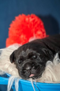 Yeni doğan sevimli Cane Corso yavrusu uzanıp huzur içinde uyuyor. Yavru, kısa saçlı, tipik buruşuk ağızlıklı ve koyu tüylü safkan bir İtalyan Mastiff..