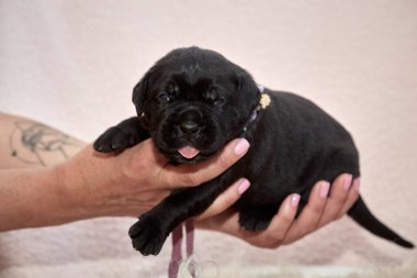 Yeni doğan sevimli Cane Corso yavrusu uzanıp huzur içinde uyuyor. Yavru, kısa saçlı, tipik buruşuk ağızlıklı ve koyu tüylü safkan bir İtalyan Mastiff..
