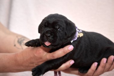 Yeni doğan sevimli Cane Corso yavrusu uzanıp huzur içinde uyuyor. Yavru, kısa saçlı, tipik buruşuk ağızlıklı ve koyu tüylü safkan bir İtalyan Mastiff..