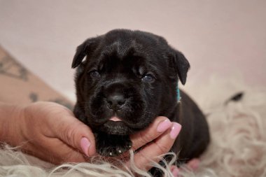 Yeni doğan sevimli Cane Corso yavrusu uzanıp huzur içinde uyuyor. Yavru, kısa saçlı, tipik buruşuk ağızlıklı ve koyu tüylü safkan bir İtalyan Mastiff..