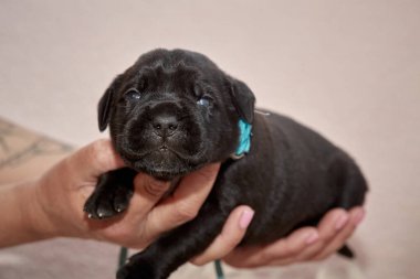 Yeni doğan sevimli Cane Corso yavrusu uzanıp huzur içinde uyuyor. Yavru, kısa saçlı, tipik buruşuk ağızlıklı ve koyu tüylü safkan bir İtalyan Mastiff..