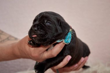 Yeni doğan sevimli Cane Corso yavrusu uzanıp huzur içinde uyuyor. Yavru, kısa saçlı, tipik buruşuk ağızlıklı ve koyu tüylü safkan bir İtalyan Mastiff..