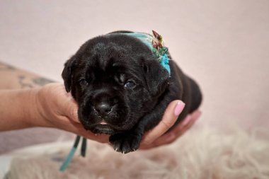 Yeni doğan sevimli Cane Corso yavrusu uzanıp huzur içinde uyuyor. Yavru, kısa saçlı, tipik buruşuk ağızlıklı ve koyu tüylü safkan bir İtalyan Mastiff..