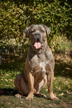 Kaslı yetişkin bir Cane Corso köpeği güneşli ya da bahçedeki yeşil çimlerin üzerinde oturuyor. Safkan İtalyan mastifinin güçlü bir yapısı, doğal kesilmiş kulakları ve dili vardır..