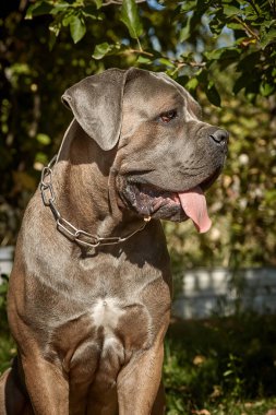 Kaslı yetişkin bir Cane Corso köpeği güneşli ya da bahçedeki yeşil çimlerin üzerinde oturuyor. Safkan İtalyan mastifinin güçlü bir yapısı, doğal kesilmiş kulakları ve dili vardır..
