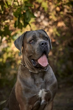 Kaslı yetişkin bir Cane Corso köpeği güneşli ya da bahçedeki yeşil çimlerin üzerinde oturuyor. Safkan İtalyan mastifinin güçlü bir yapısı, doğal kesilmiş kulakları ve dili vardır..