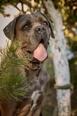 Kaslı yetişkin bir Cane Corso köpeği güneşli ya da bahçedeki yeşil çimlerin üzerinde oturuyor. Safkan İtalyan mastifinin güçlü bir yapısı, doğal kesilmiş kulakları ve dili vardır..