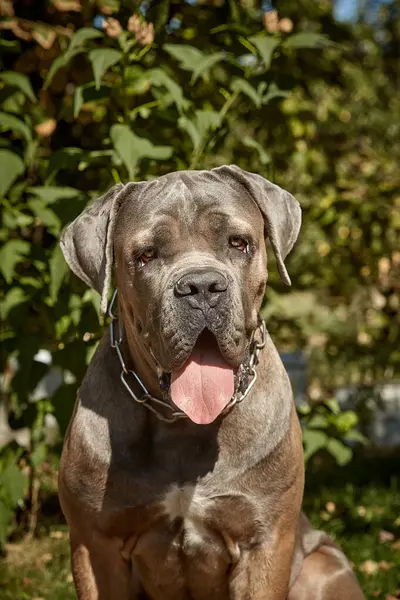 Kaslı yetişkin bir Cane Corso köpeği güneşli ya da bahçedeki yeşil çimlerin üzerinde oturuyor. Safkan İtalyan mastifinin güçlü bir yapısı, doğal kesilmiş kulakları ve dili vardır..