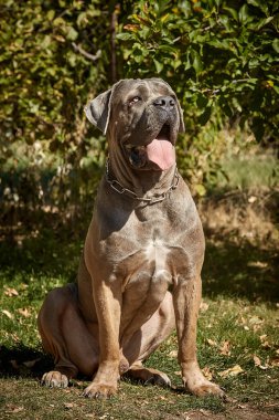 Kaslı yetişkin bir Cane Corso köpeği güneşli ya da bahçedeki yeşil çimlerin üzerinde oturuyor. Safkan İtalyan mastifinin güçlü bir yapısı, doğal kesilmiş kulakları ve dili vardır..
