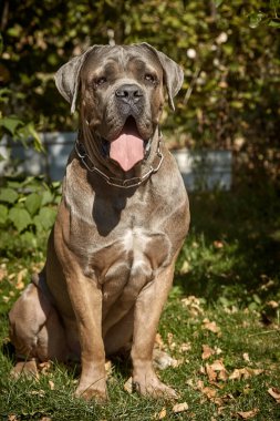 Kaslı yetişkin bir Cane Corso köpeği güneşli ya da bahçedeki yeşil çimlerin üzerinde oturuyor. Safkan İtalyan mastifinin güçlü bir yapısı, doğal kesilmiş kulakları ve dili vardır..