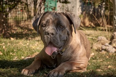 Kaslı bir yetişkin Cane Corso köpeği güneşli bir bahçedeki yeşil çimlerin üzerinde yatıyor. Safkan İtalyan Mastiff 'in güçlü bir yapısı, doğal kulakları ve çıkıntılı bir dili vardır..