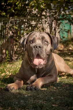 Kaslı bir yetişkin Cane Corso köpeği güneşli bir bahçedeki yeşil çimlerin üzerinde yatıyor. Safkan İtalyan Mastiff 'in güçlü bir yapısı, doğal kulakları ve çıkıntılı bir dili vardır..