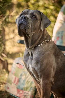 Kaslı yetişkin bir Cane Corso köpeği güneşli ya da bahçedeki yeşil çimlerin üzerinde oturuyor. Safkan İtalyan mastifinin güçlü bir yapısı, doğal kesilmiş kulakları ve dili vardır..