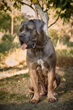 Kaslı yetişkin bir Cane Corso köpeği güneşli ya da bahçedeki yeşil çimlerin üzerinde oturuyor. Safkan İtalyan mastifinin güçlü bir yapısı, doğal kesilmiş kulakları ve dili vardır..