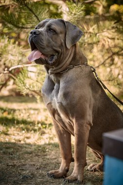 Kaslı yetişkin bir Cane Corso köpeği güneşli ya da bahçedeki yeşil çimlerin üzerinde oturuyor. Safkan İtalyan mastifinin güçlü bir yapısı, doğal kesilmiş kulakları ve dili vardır..