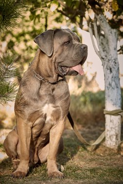 Kaslı yetişkin bir Cane Corso köpeği güneşli ya da bahçedeki yeşil çimlerin üzerinde oturuyor. Safkan İtalyan mastifinin güçlü bir yapısı, doğal kesilmiş kulakları ve dili vardır..