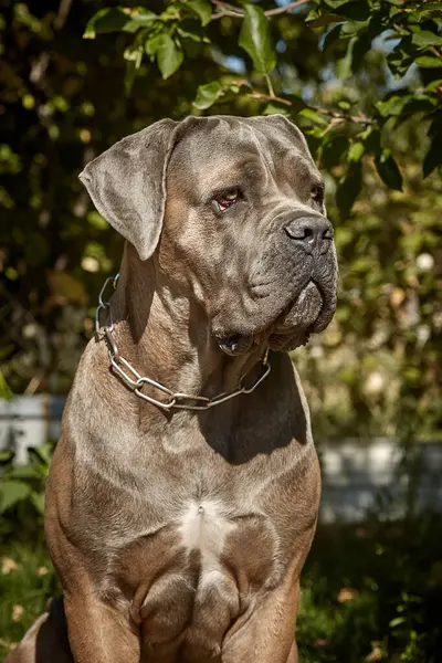 Kaslı yetişkin bir Cane Corso köpeği güneşli ya da bahçedeki yeşil çimlerin üzerinde oturuyor. Safkan İtalyan mastifinin güçlü bir yapısı, doğal kesilmiş kulakları ve dili vardır..