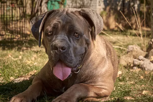 Kaslı bir yetişkin Cane Corso köpeği güneşli bir bahçedeki yeşil çimlerin üzerinde yatıyor. Safkan İtalyan Mastiff 'in güçlü bir yapısı, doğal kulakları ve çıkıntılı bir dili vardır..