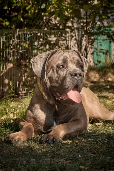 Kaslı bir yetişkin Cane Corso köpeği güneşli bir bahçedeki yeşil çimlerin üzerinde yatıyor. Safkan İtalyan Mastiff 'in güçlü bir yapısı, doğal kulakları ve çıkıntılı bir dili vardır..