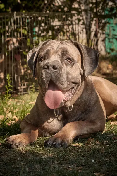 Kaslı bir yetişkin Cane Corso köpeği güneşli bir bahçedeki yeşil çimlerin üzerinde yatıyor. Safkan İtalyan Mastiff 'in güçlü bir yapısı, doğal kulakları ve çıkıntılı bir dili vardır..