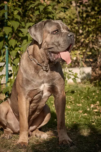 Kaslı yetişkin bir Cane Corso köpeği güneşli ya da bahçedeki yeşil çimlerin üzerinde oturuyor. Safkan İtalyan mastifinin güçlü bir yapısı, doğal kesilmiş kulakları ve dili vardır..