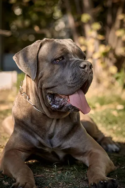 Kaslı bir yetişkin Cane Corso köpeği güneşli bir bahçedeki yeşil çimlerin üzerinde yatıyor. Safkan İtalyan Mastiff 'in güçlü bir yapısı, doğal kulakları ve çıkıntılı bir dili vardır..